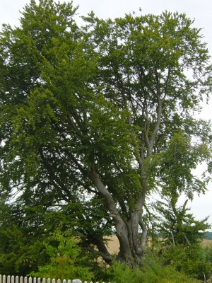 DSC06635.JPG