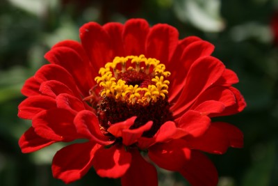 roteblume2.jpg