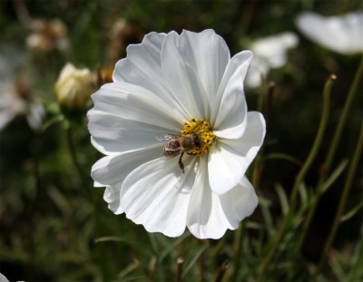 weisseblumebiene.jpg