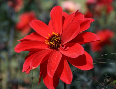 roteblume1.jpg