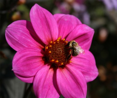 pinkeblumebiene.jpg