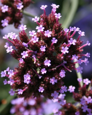 pinkeminiblumen.jpg