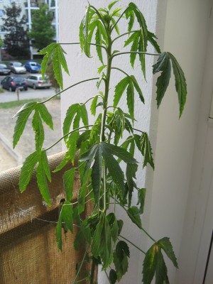 hibiscus cannabinus.JPG
