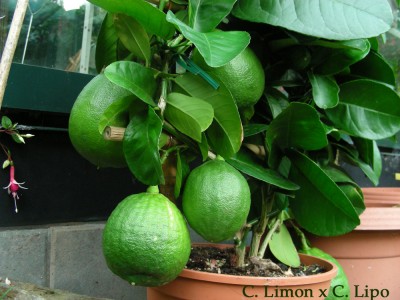 Limon Lipo w.jpg