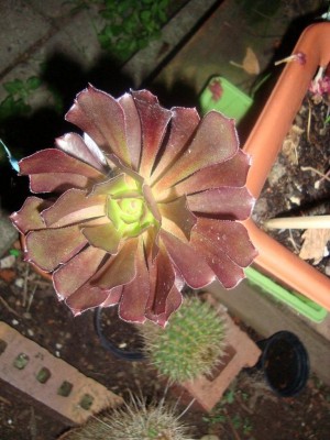 Aeonium arboreum v. atropurpureum.JPG