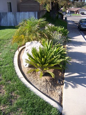 Palms005.jpg