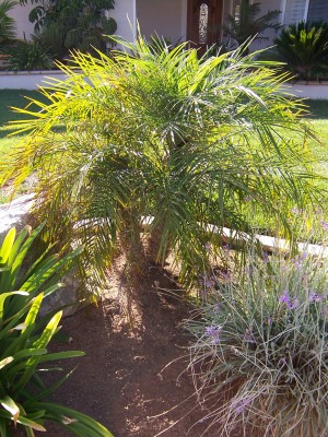 Palms004.jpg