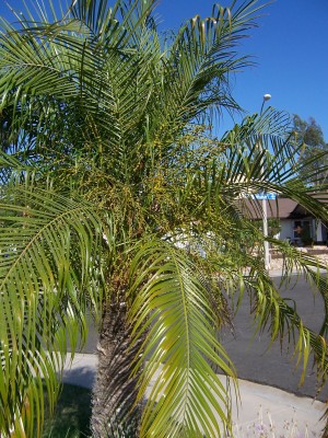 Palms 002.jpg
