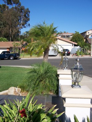 Palms 001.jpg