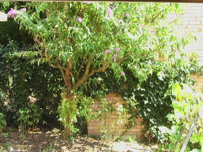 Buddleja.jpg