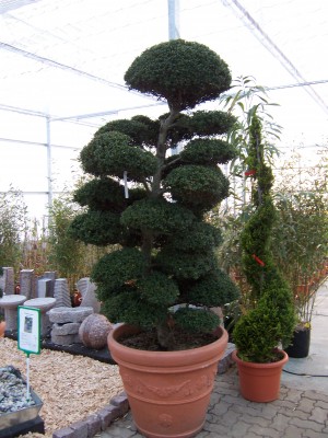 Ilex crenata groß.JPG