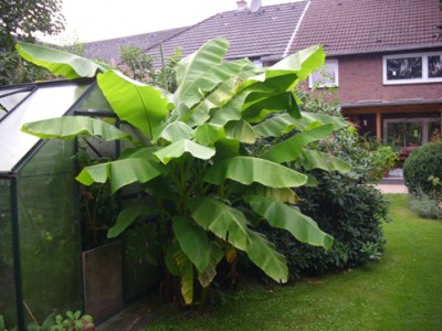 Banane.jpg