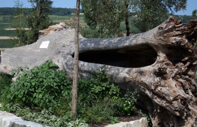 mammutwurzeln.jpg