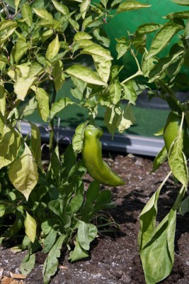 chili.jpg