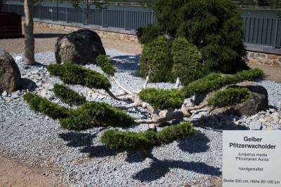 wacholerbonsai.jpg
