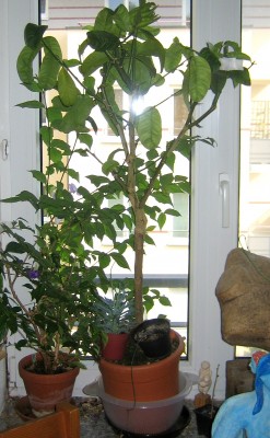 digitata3529.JPG