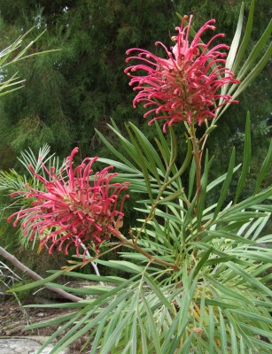 DSCF5944.JPG
