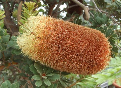 DSCF5936.JPG