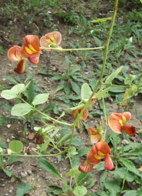 DSCF5952.JPG