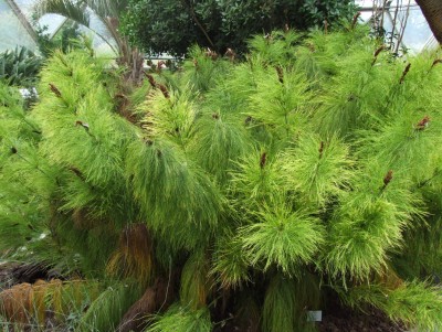 DSCF5950.JPG