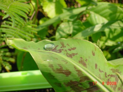 Wassertropfen auf Banane.jpg