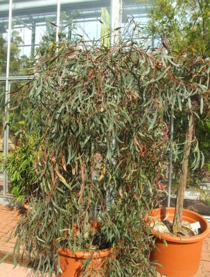 DSCF7580.JPG