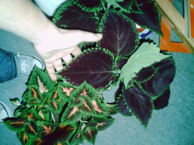 JMMU0281.JPG
