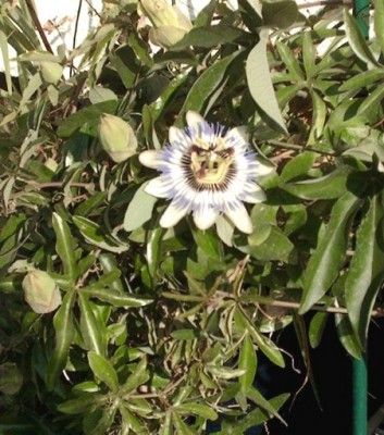 passiflora 3.jpg