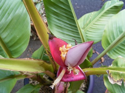 banane4 (1).JPG