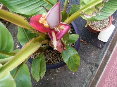 banane4.JPG