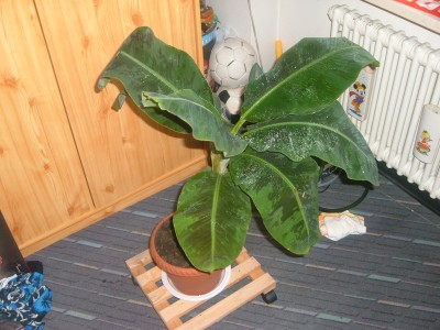 banane 001.jpg