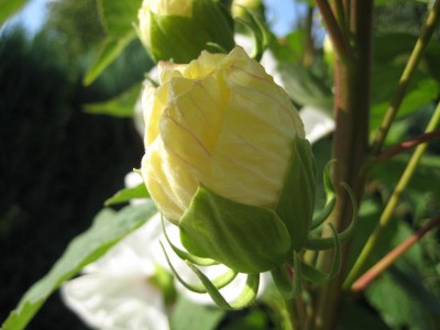 Knospe Kopper King.jpg