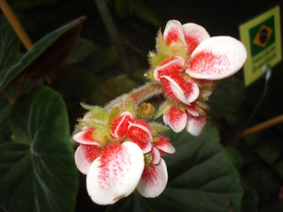 Palmengarten 2008 014.jpg