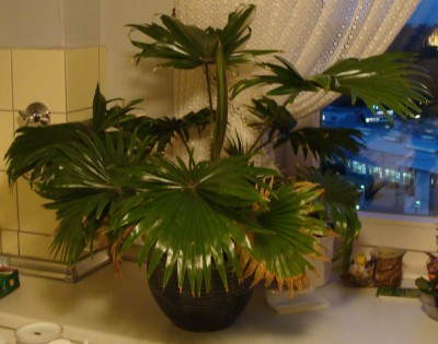 Livingston-Palme.jpg