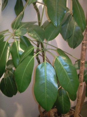 Schefflera2.jpg