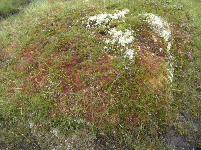 moos1.jpg