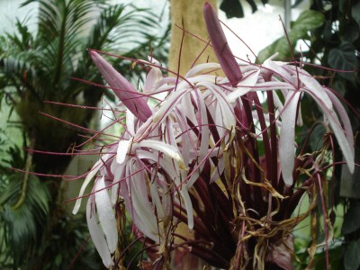 Palmengarten 2008 031.jpg