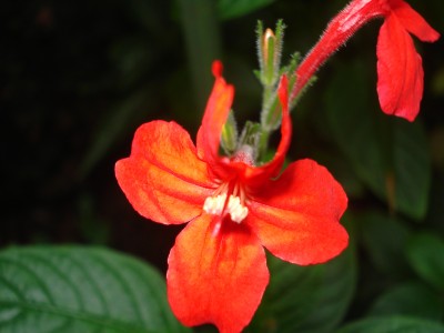 Palmengarten 2008 047.jpg