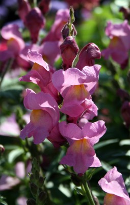 loewenmaulpink.jpg