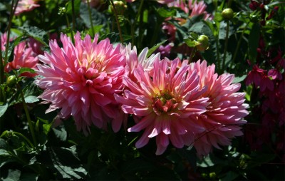dreierdahlienpink.jpg