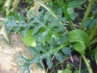 Blatt1.jpg