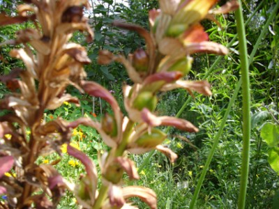 Blume1.jpg