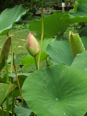 DSCF6028.JPG