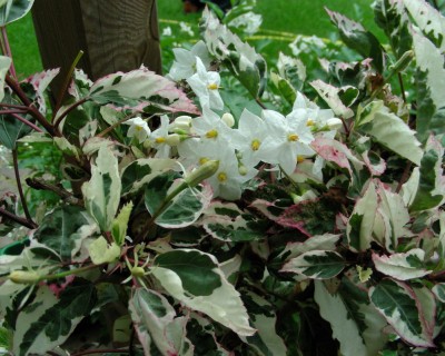 panaschiertes S. w.jpg