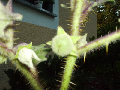 L-Frucht2.JPG