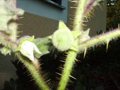 L-Frucht1.JPG