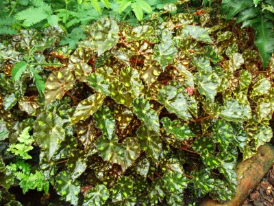 DSCF6093.JPG