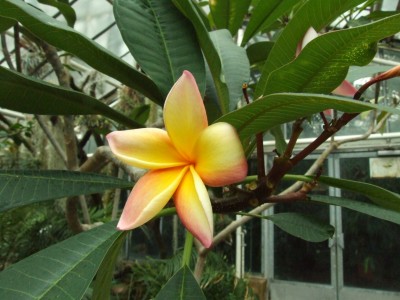DSCF6065.JPG