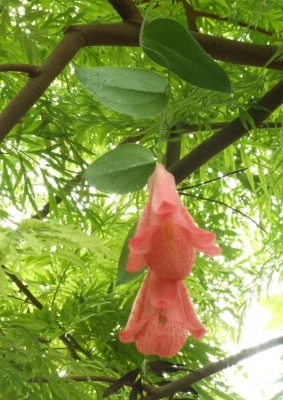 DSCF6135.JPG