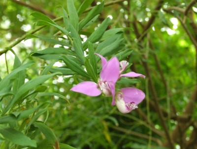 DSCF6132.JPG